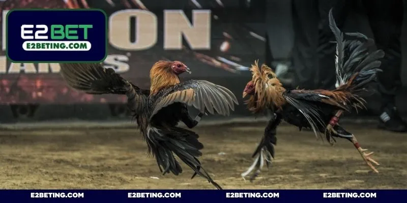 Địa chỉ chọi kê đỉnh cao E2BET