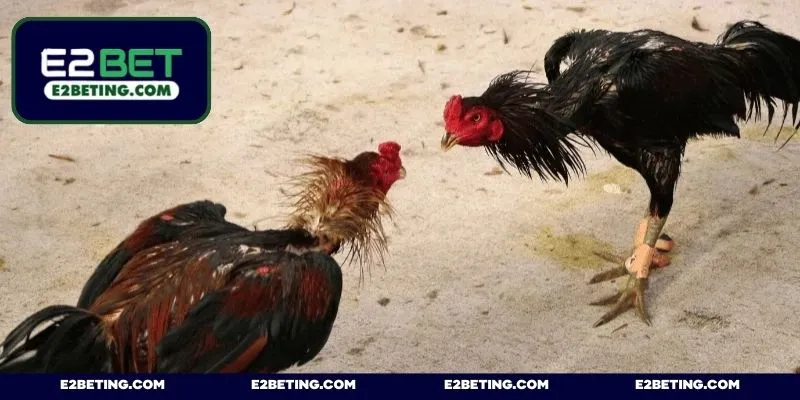 Điểm nhấn đặc biệt của live đá gà trực tiếp