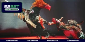 Live đá gà trực tiếp - Thưởng thức màn đấu mãn nhãn mỗi ngày