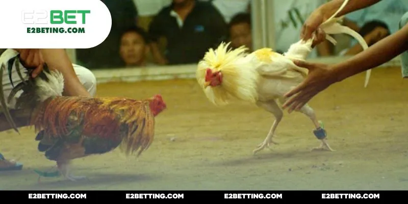 Ngay cả newbie cũng có thể làm quen MCW đá gà nhanh như chớp