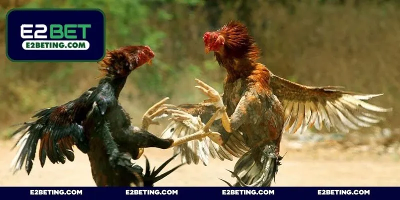 Luật chơi và giống kê được sử dụng trong phiên live