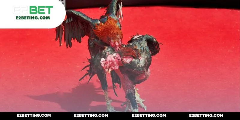 Sức hút đặc biệt đến từ nhiều ưu thế vượt bậc