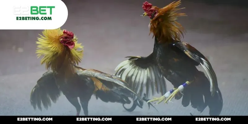 Sức khỏe của đối tượng tham dự là ưu tiên hàng đầu