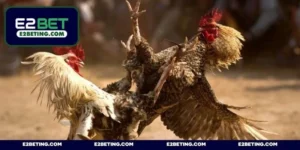 Trang đá gà uy tín - Top 5 địa chỉ đấu kê chuyên nghiệp