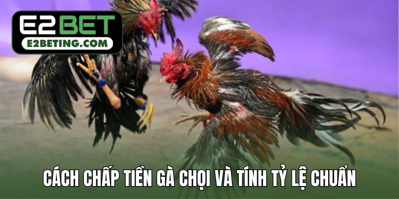 Cách chấp tiền gà chọi và tính tỷ lệ chuẩn
