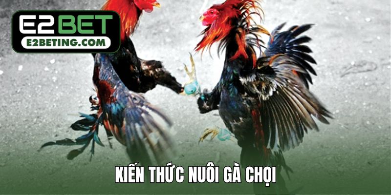 kiến thức nuôi gà chọi